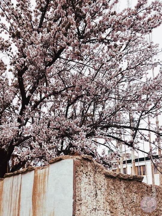 apricot blossoms in Ladakh