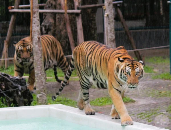 tigers going for a dip in Tiger Park Pattaya