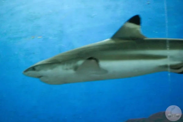 sharks in underwater kingdom Pattaya