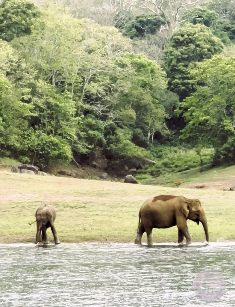thekkady is home to elephants