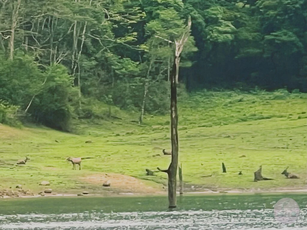 deers grazing in the grasslands around periyar lake
