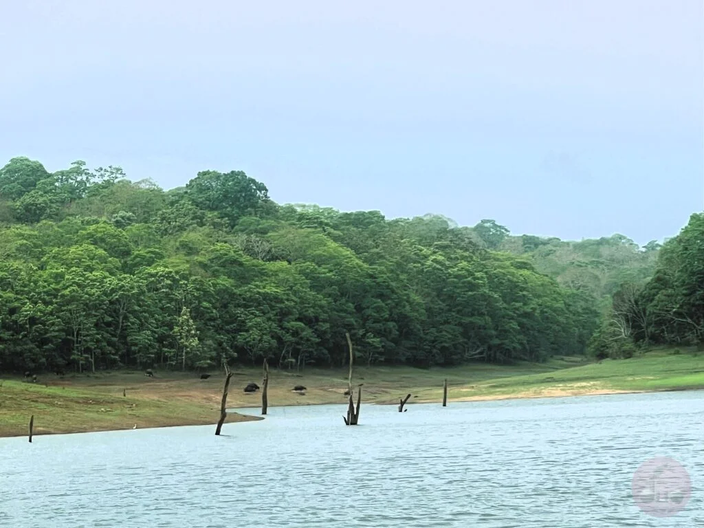Bison and gaurs are found in Periyar Wildlife reserve