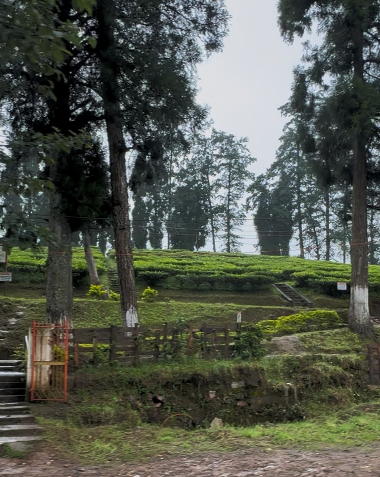 Tea estate in Shillong