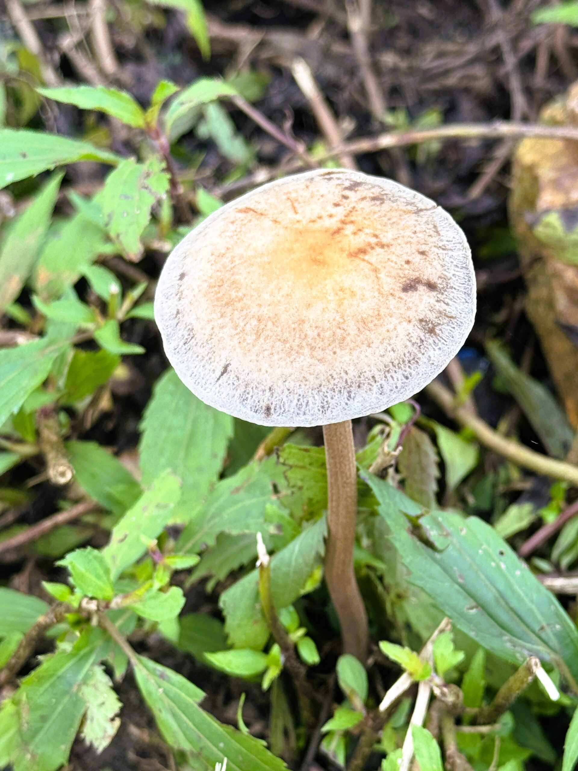 wild mushroom growing in Meghalya