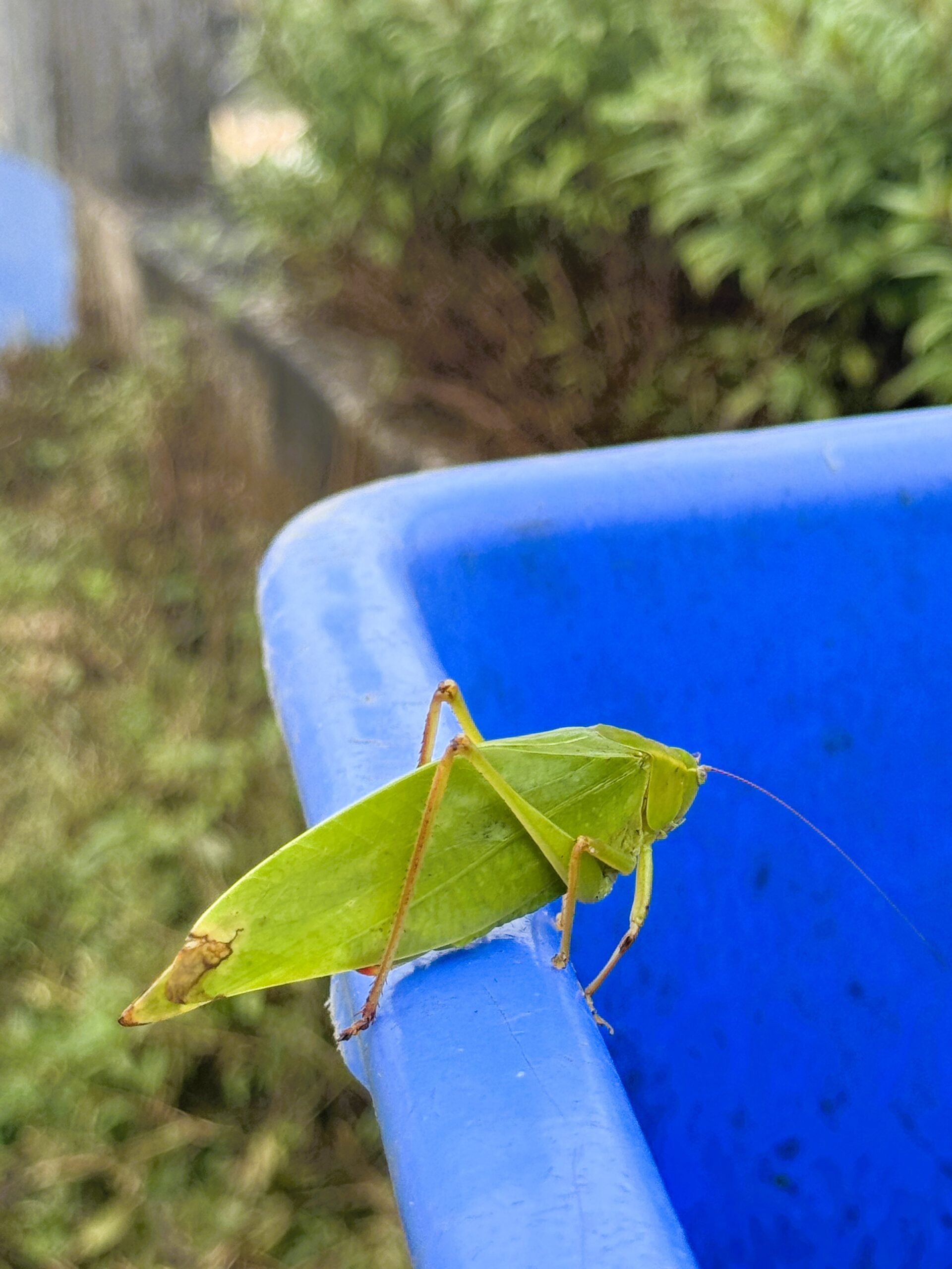 A leaf camouflaged grasshopeer