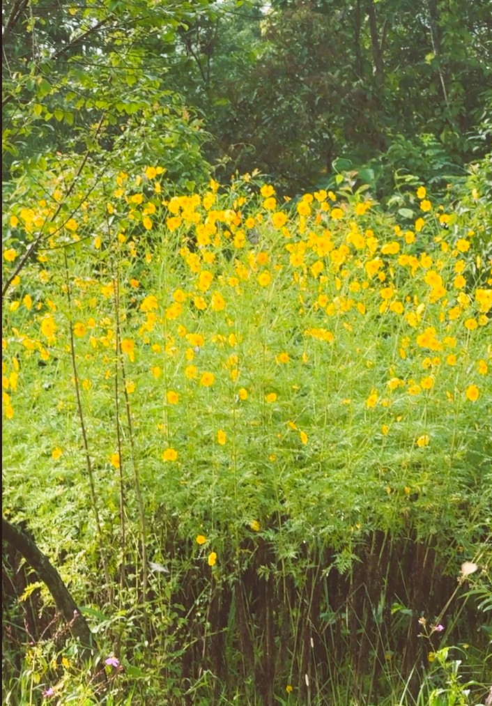 flower bush 