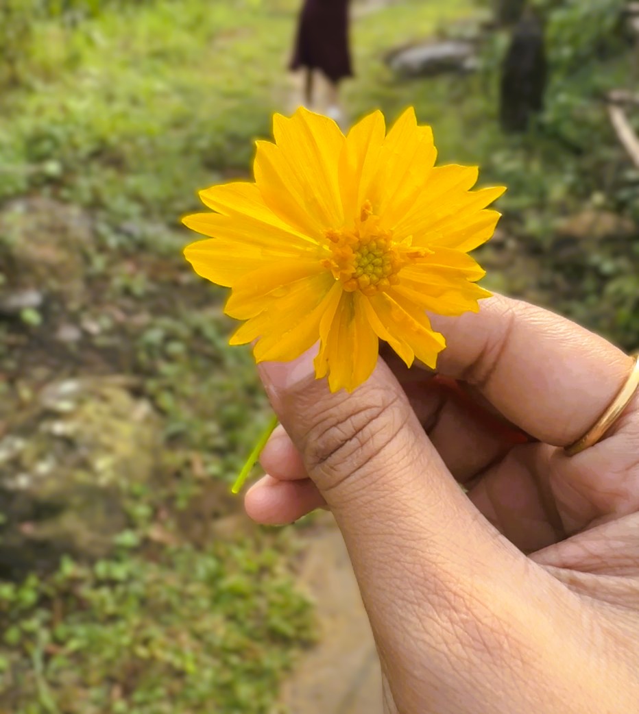 Cosmos flower growing in the wild