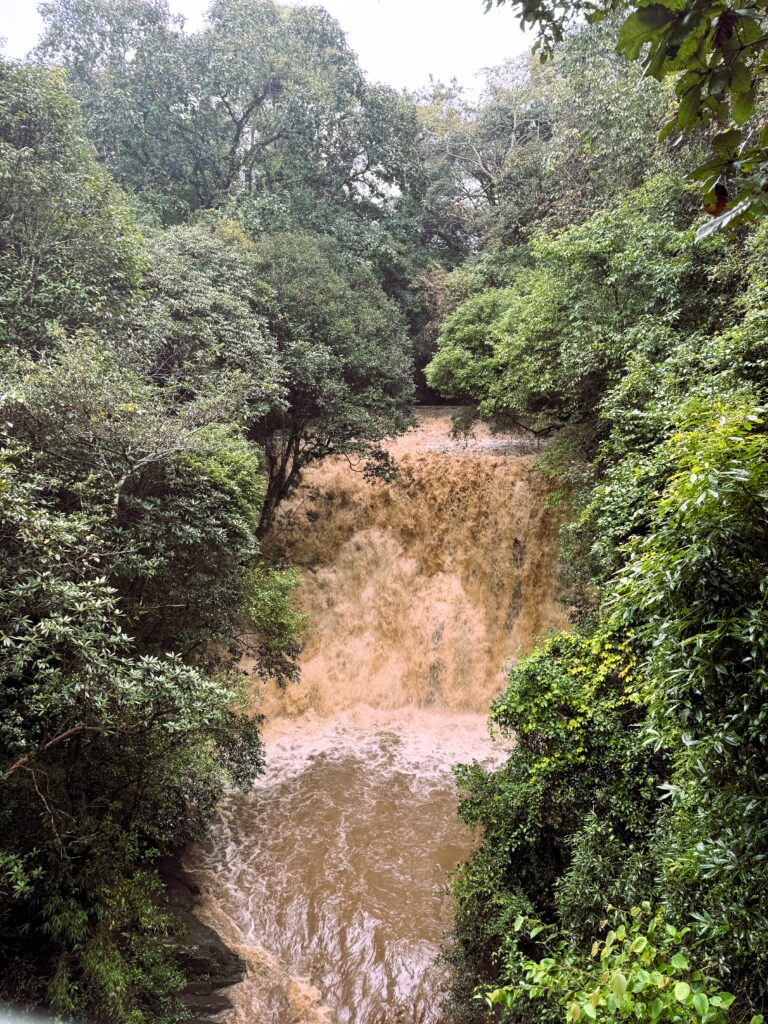 Elephant falls in October