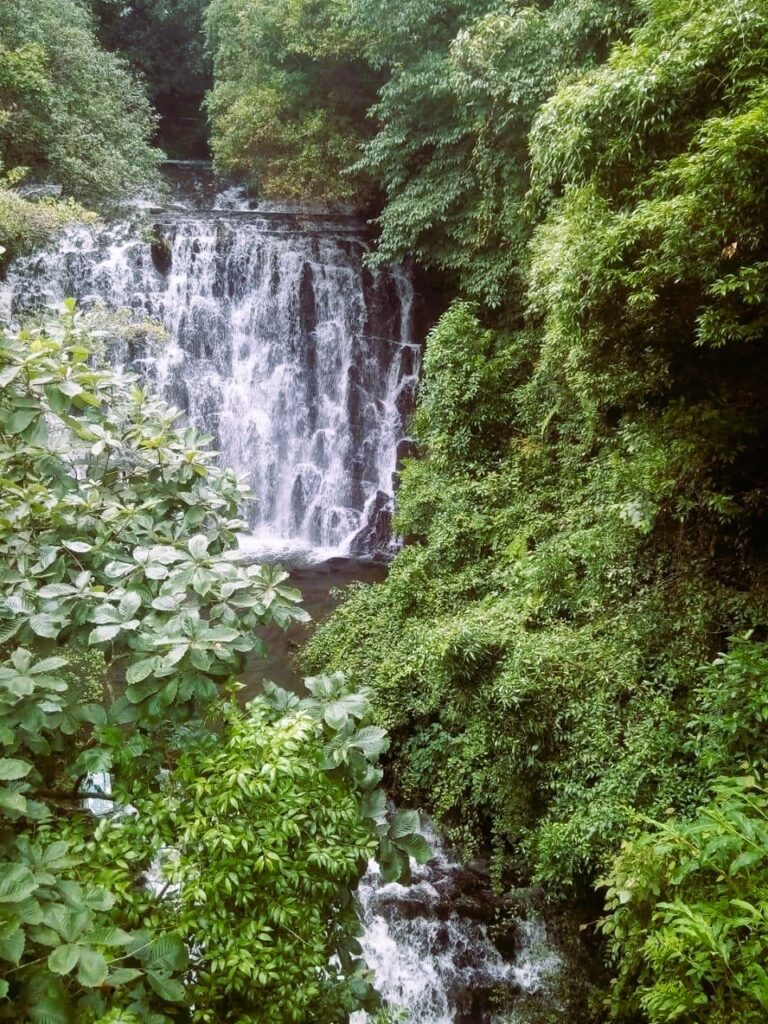 Elephant falls before monsoon